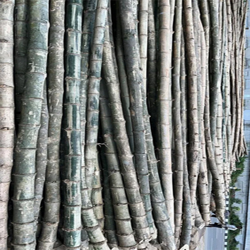 Chhoti Puri Bamboo