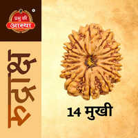 14 Mukhi Rudraksha - Color: Light Brown To Dark Brown