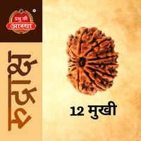 12 Mukhi Rudraksha - Color: Brown