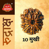 10 Mukhi Rudraksha - Color: Brown