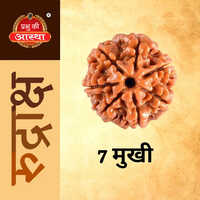 7 Mukhi Rudraksha - Color: Brown