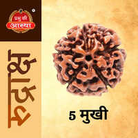 5 Mukhi Rudraksha