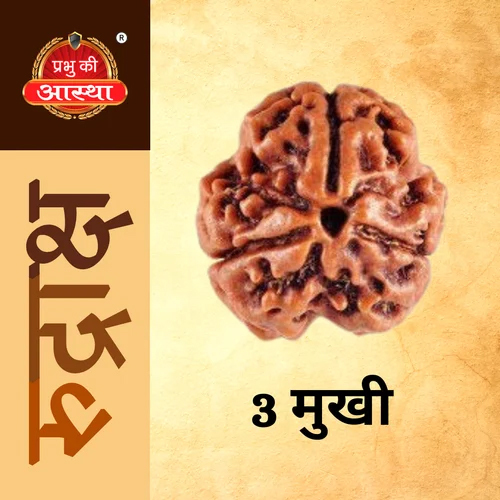 3 Mukhi Rudraksha