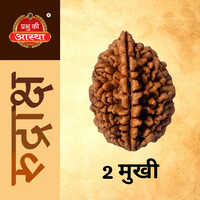 2 Mukhi Rudraksha - Color: Brown