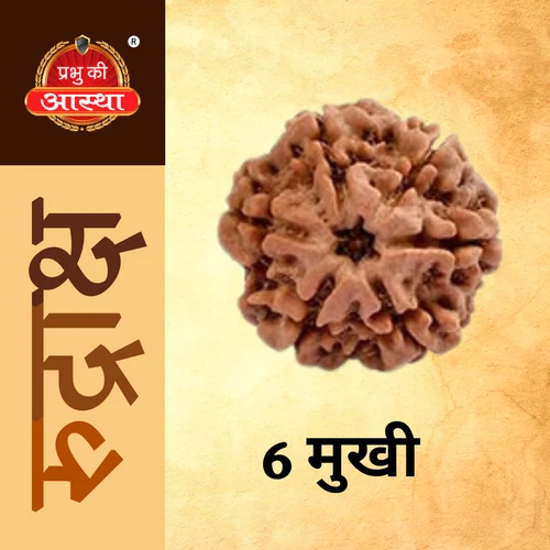 6 Mukhi Rudraksha