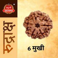6 Mukhi Rudraksha - Color: Brown