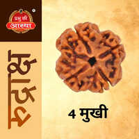 4 Mukhi Rudraksha - Color: Brown