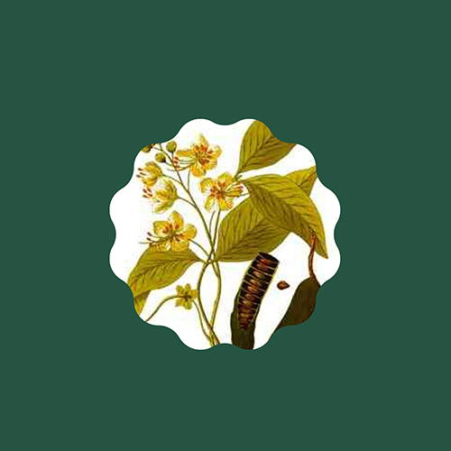 Classicfistula Amaltas Phali - Application: Ayurvedic