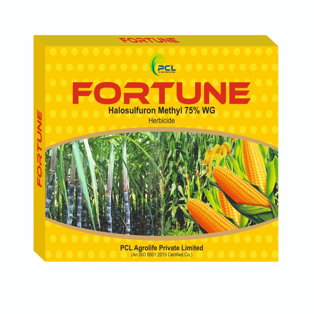 FORTUNE