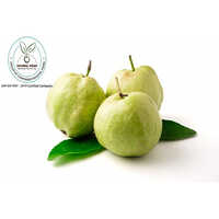 Thai White Jam Plant - Breed: Hybrid Or Local Variant
