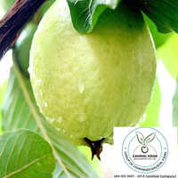 Thai White Jam Plant