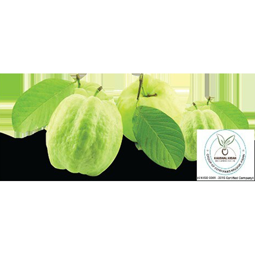 Thai White Jam Plant