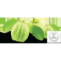 Thai White Jam Plant