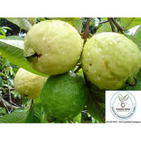Thai White Jam Plant