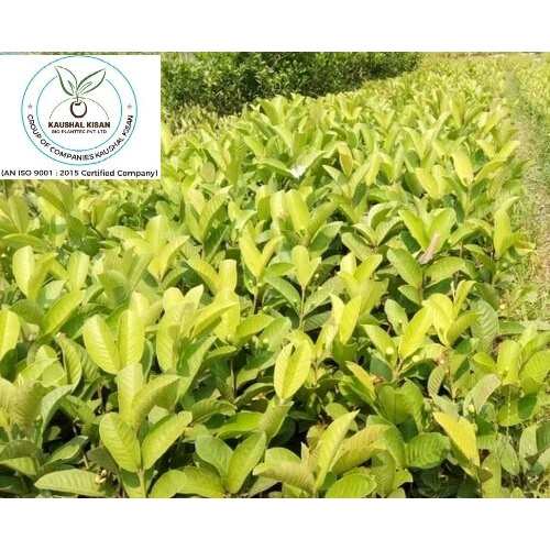 L49 Jam Plant - Breed: Hybrid Or Local Variant