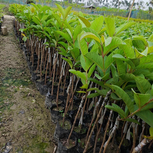 Red Diamond Guavaa Plant