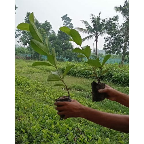 Red Diamond Guavaa Plant - Breed: Hybrid Or Local Variant