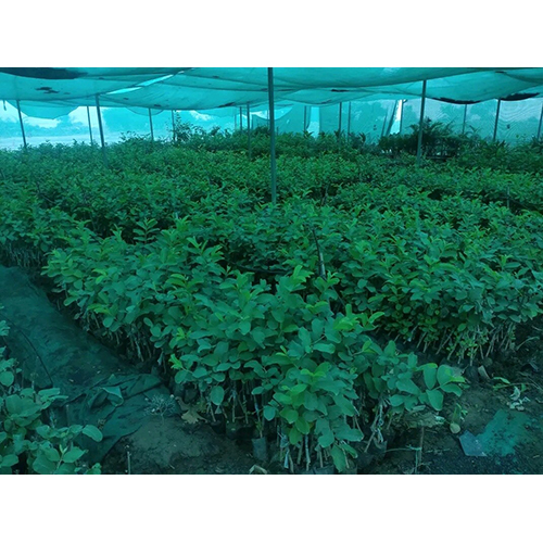 Red Diamond Guavaa Plant - Breed: Hybrid Or Local Variant