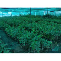 Red Diamond Guavaa Plant