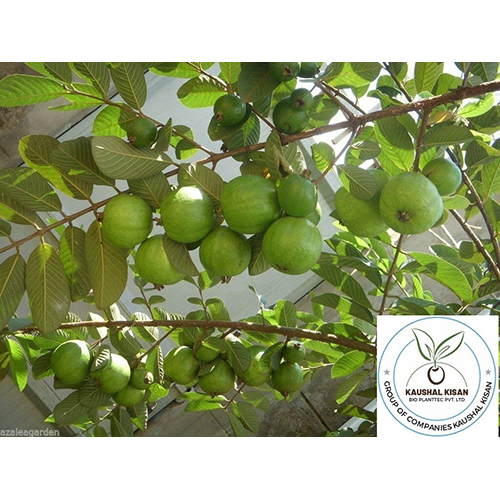 Timber Plant - Breed: Hybrid Or Local Variant