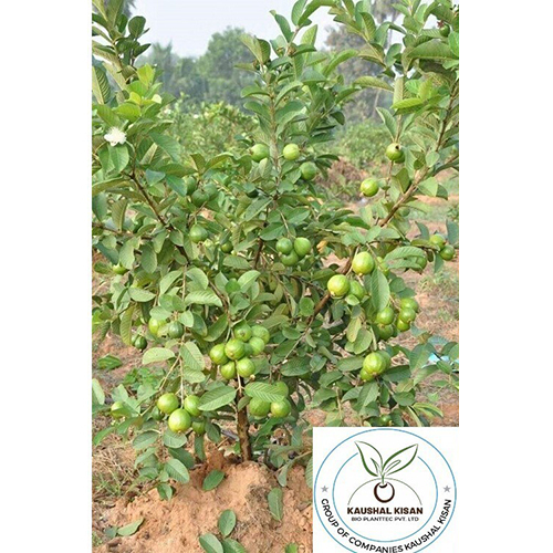 Timber Plant - Breed: Hybrid Or Local Variant