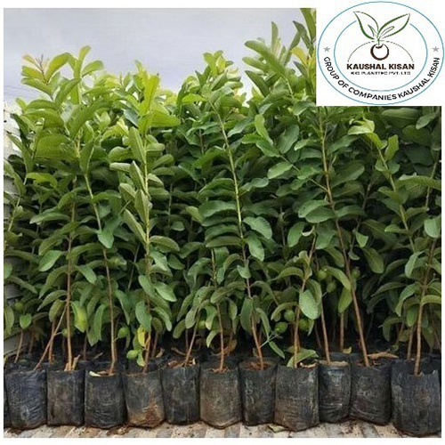 Timber Plant - Breed: Hybrid Or Local Variant