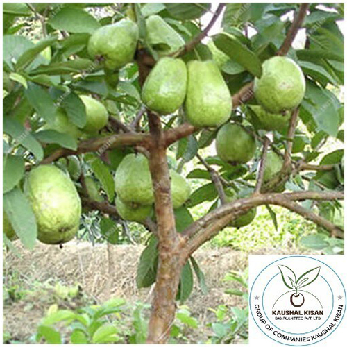 Timber Plant - Breed: Hybrid Or Local Variant