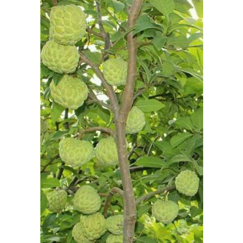 Custard Apple Tree