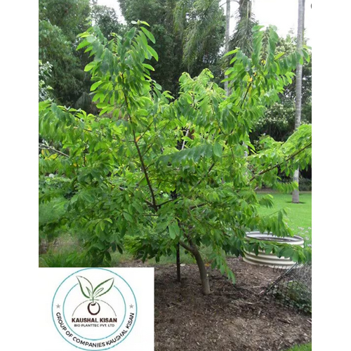 Custard Apple Tree - Breed: Hybrid Or Local Variant