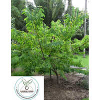 Custard Apple Tree