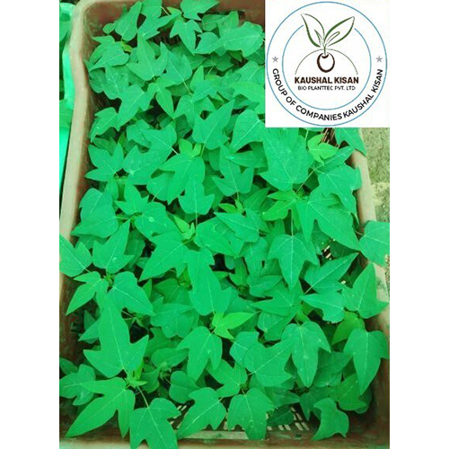 Ice Berry Papaya Plant