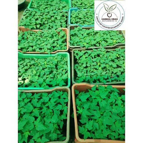 Ice Berry Papaya Plant