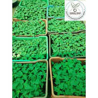 Ice Berry Papaya Plant