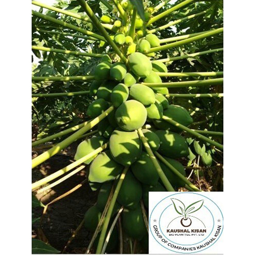 Ice Berry Papaya Plant