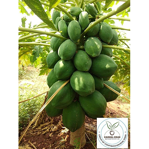 Ice Berry Papaya Plant