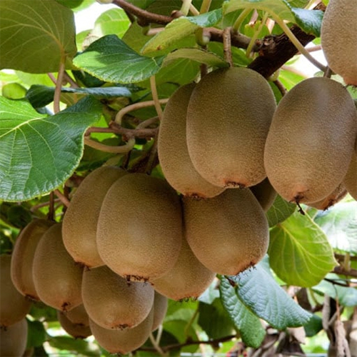 Kiwi Fruit Plant - Breed: Hybrid Or Local Variant