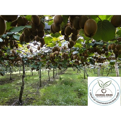 Kiwi Fruit Plant