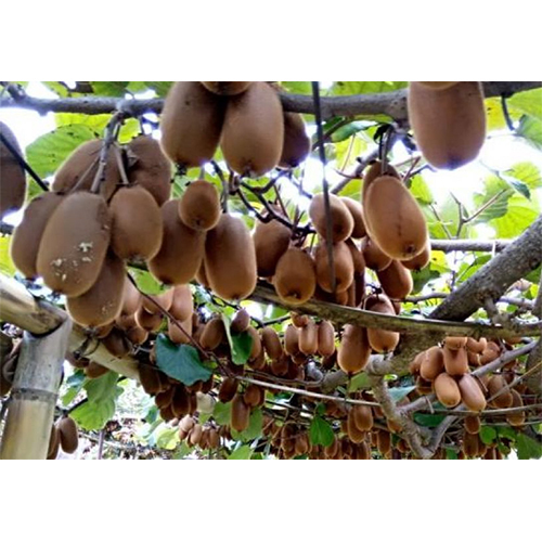 Kiwi Fruit Plant