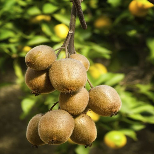 Kiwi Fruit Plant