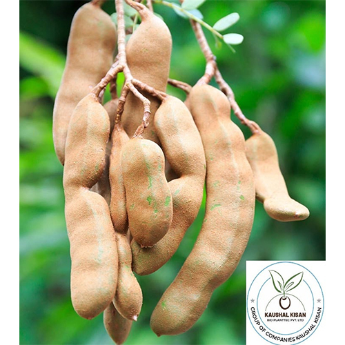 Imli Plant