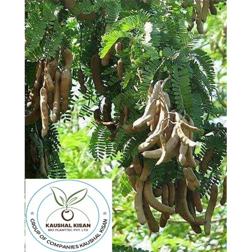 Imli Plant