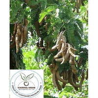 Imli Plant