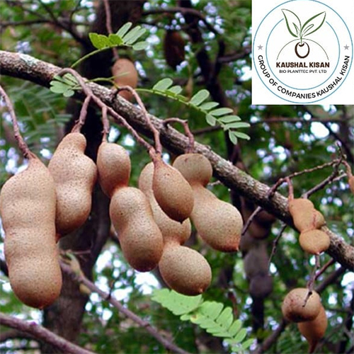 Imli Plant