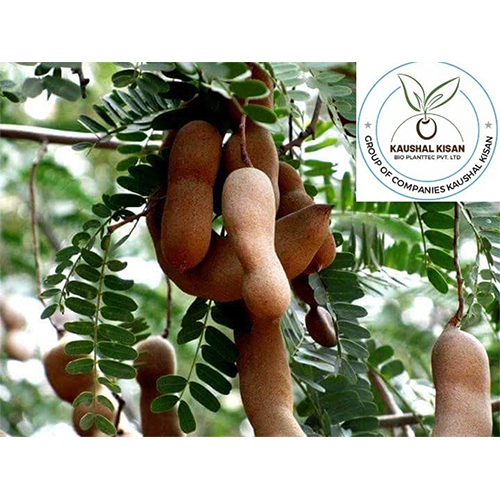 Imli Plant
