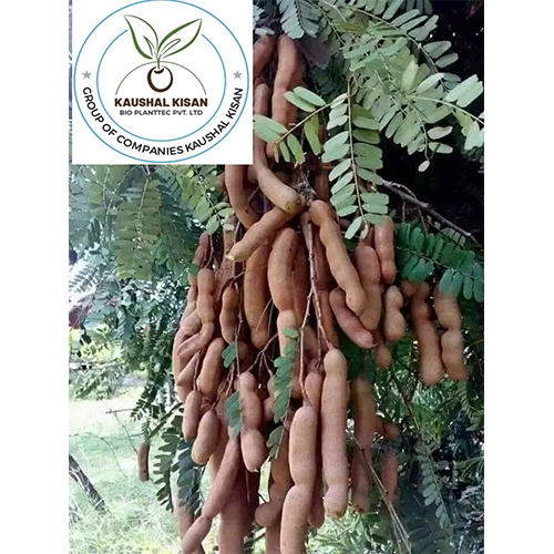 Imli Plant