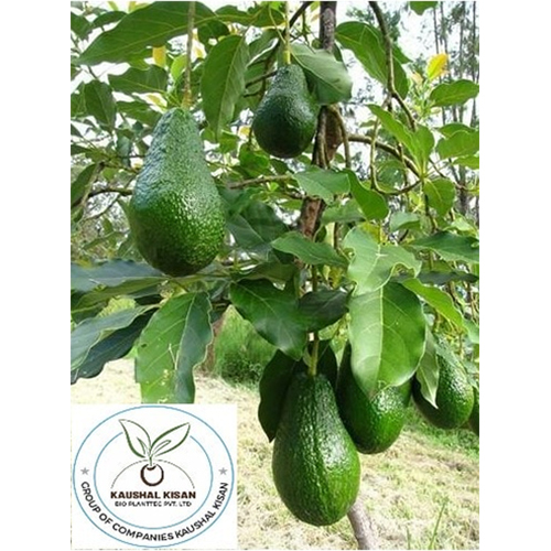Avocado Fruit Plant