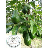 Avocado Fruit Plant