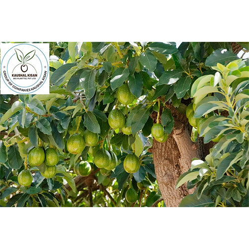 Avocado Fruit Plant