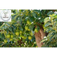 Avocado Fruit Plant