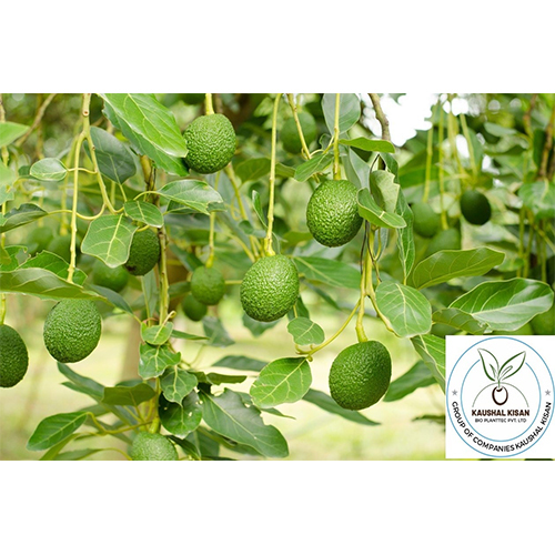 Avocado Fruit Plant